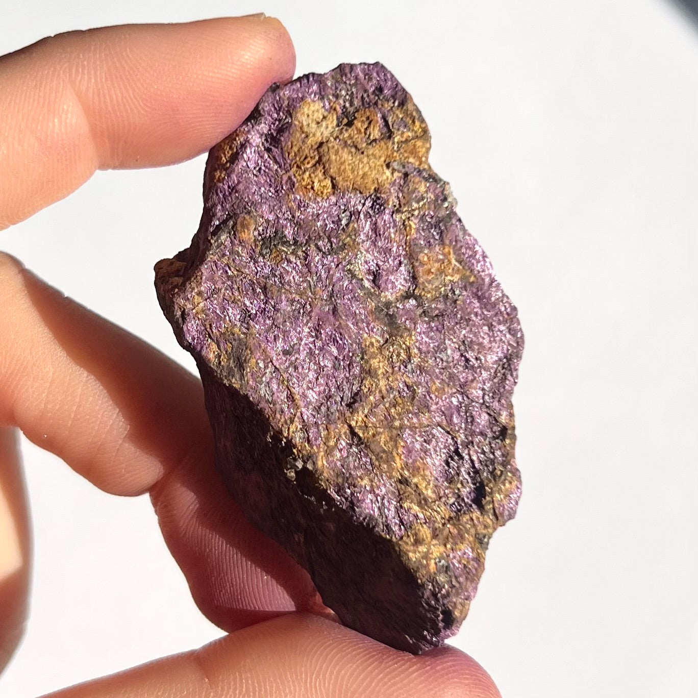 Purpurite brute 11