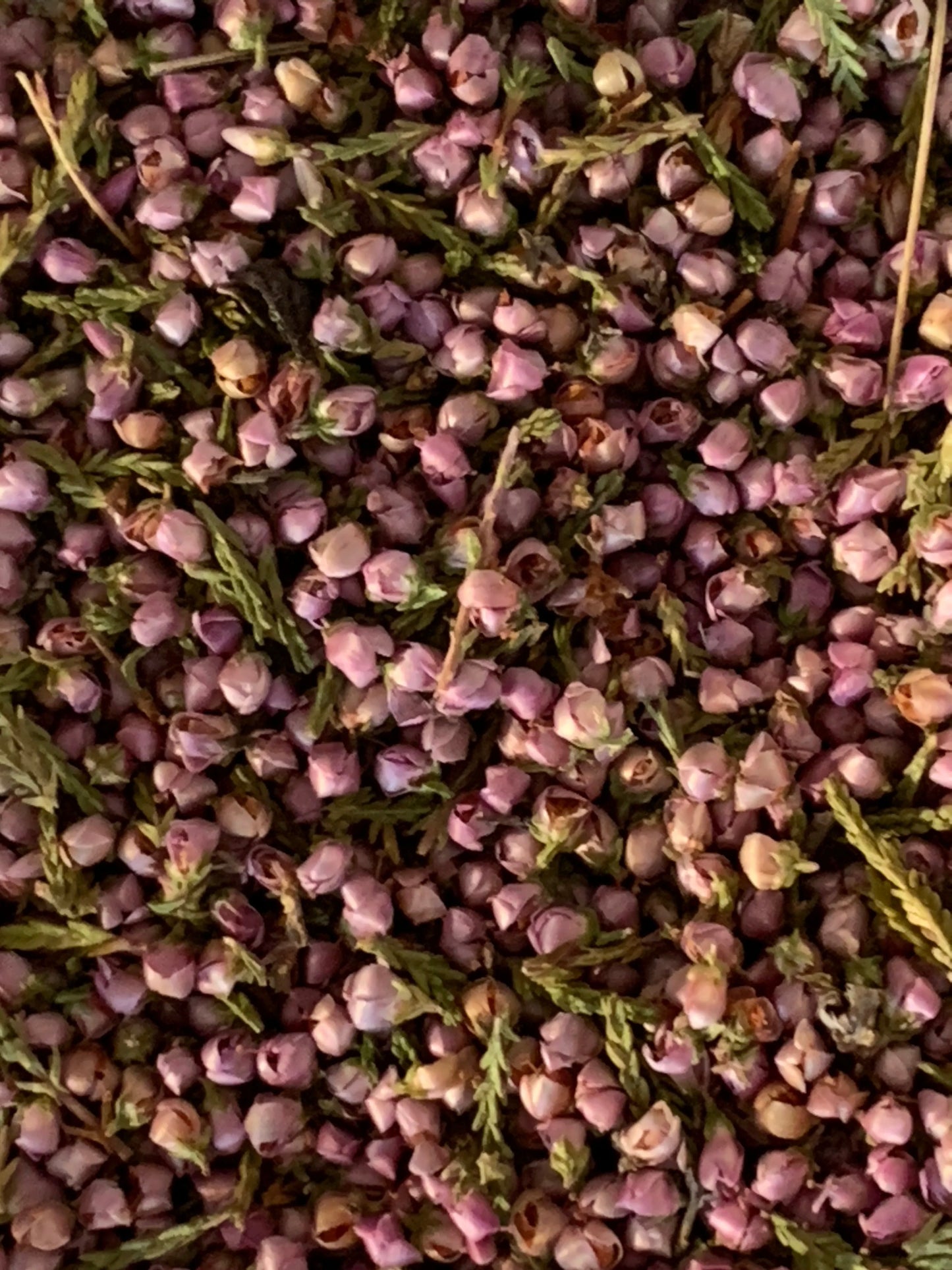 Pot de Bruyère / Fleurs séchées