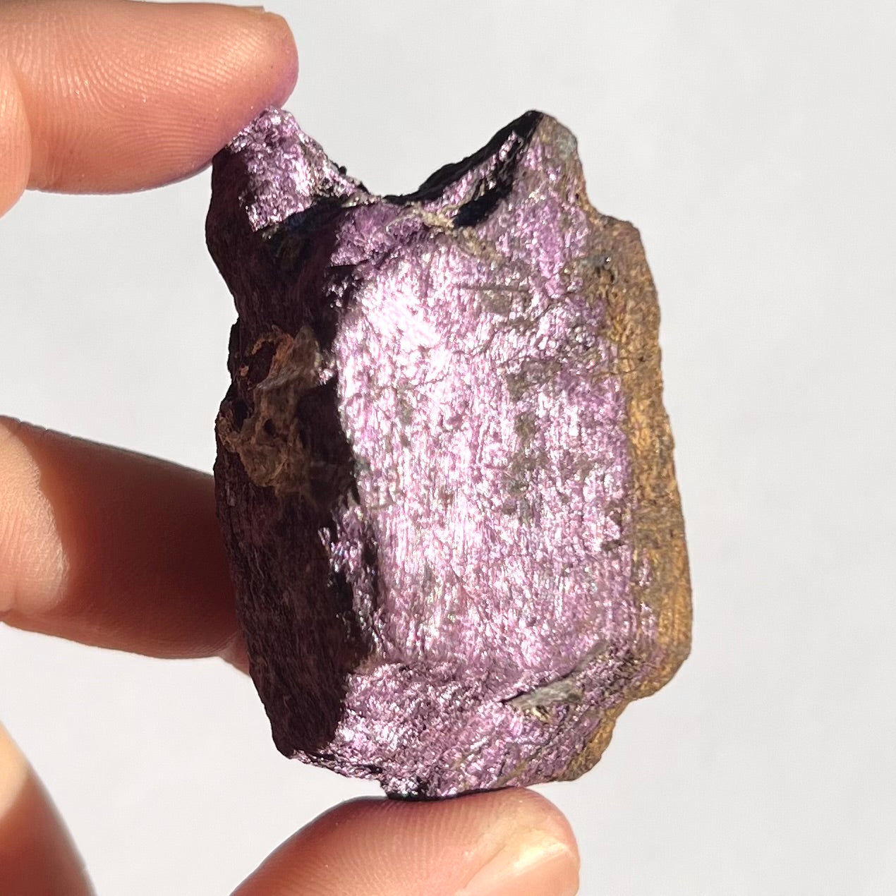 Purpurite brute 12