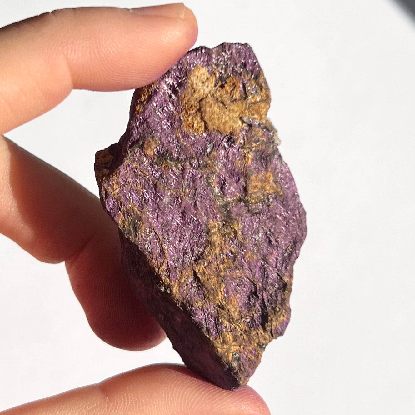 Purpurite brute 11