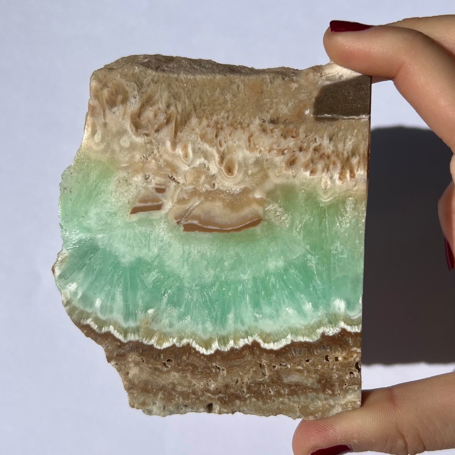 Tranche de Calcite des Caraïbes 4