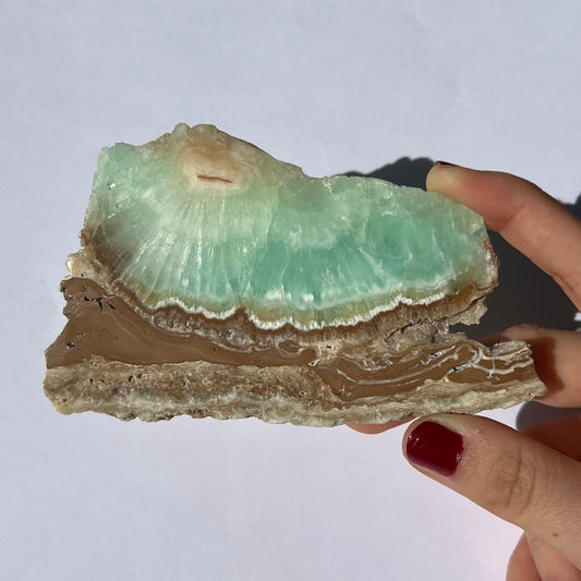 Tranche de Calcite des Caraïbes 3