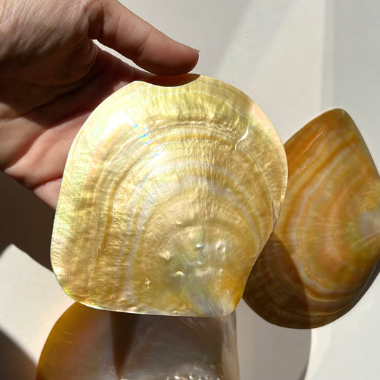 Coquille dorée