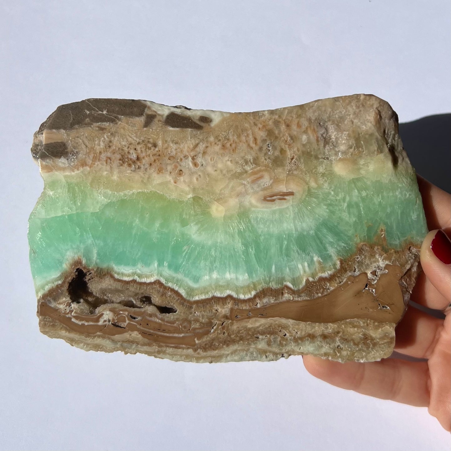 Tranche de Calcite des Caraïbes 2